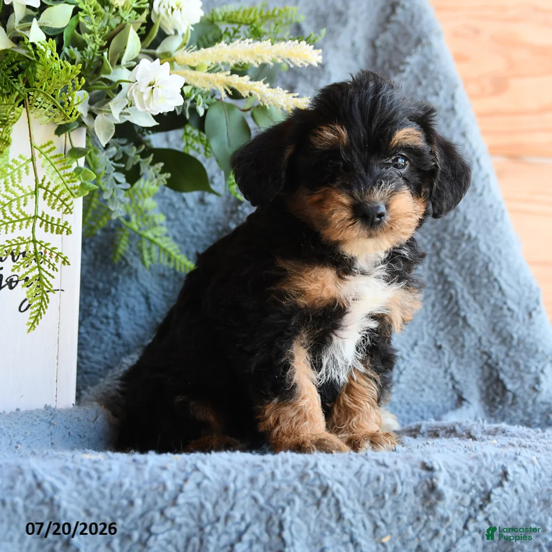 Schnoodle dogs for sale: Promise - Ad 3
