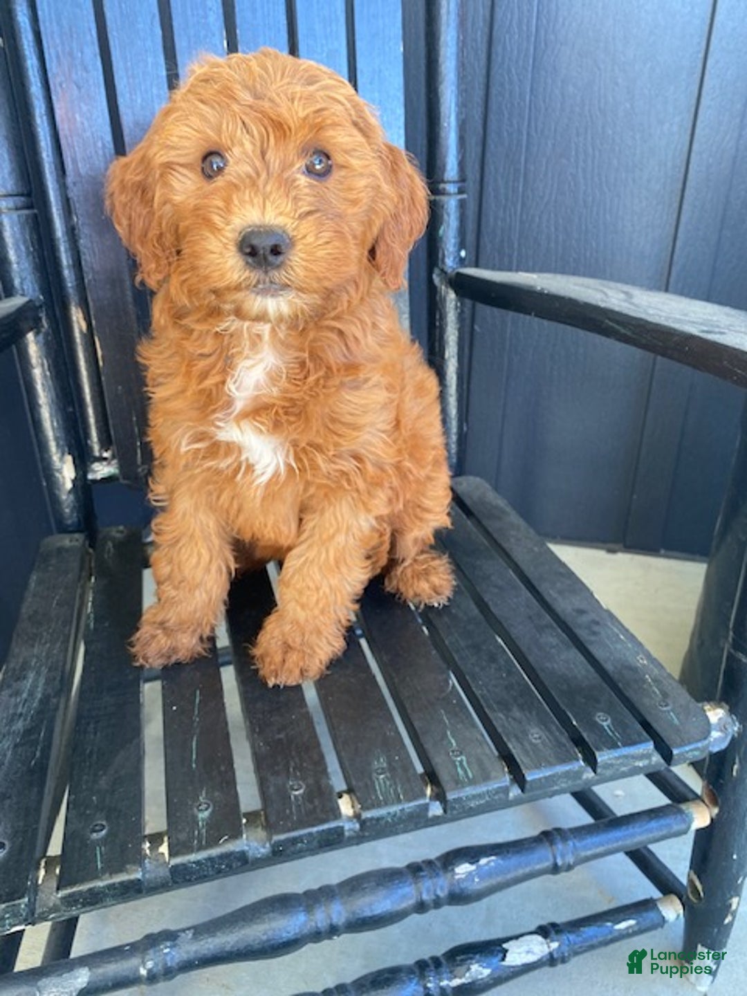 Mini Goldendoodle dogs for sale: Lexi - Ad 1
