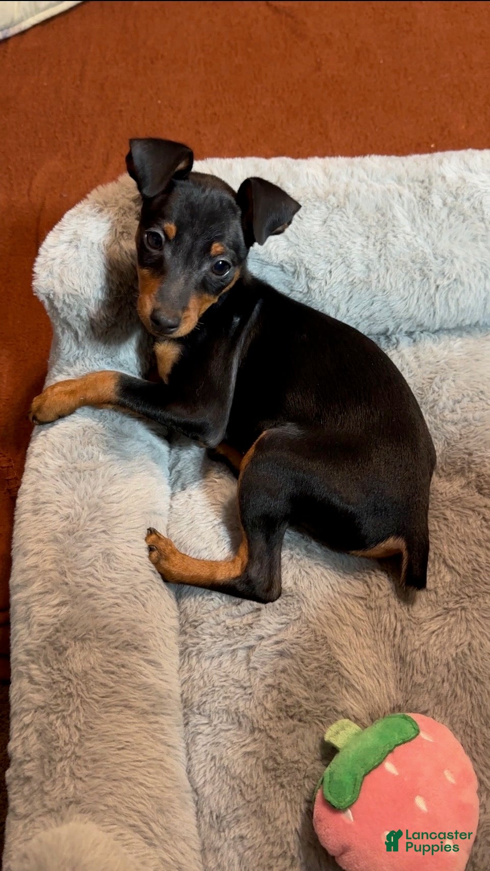 Miniature Pinscher dogs Breezy - Ad 1