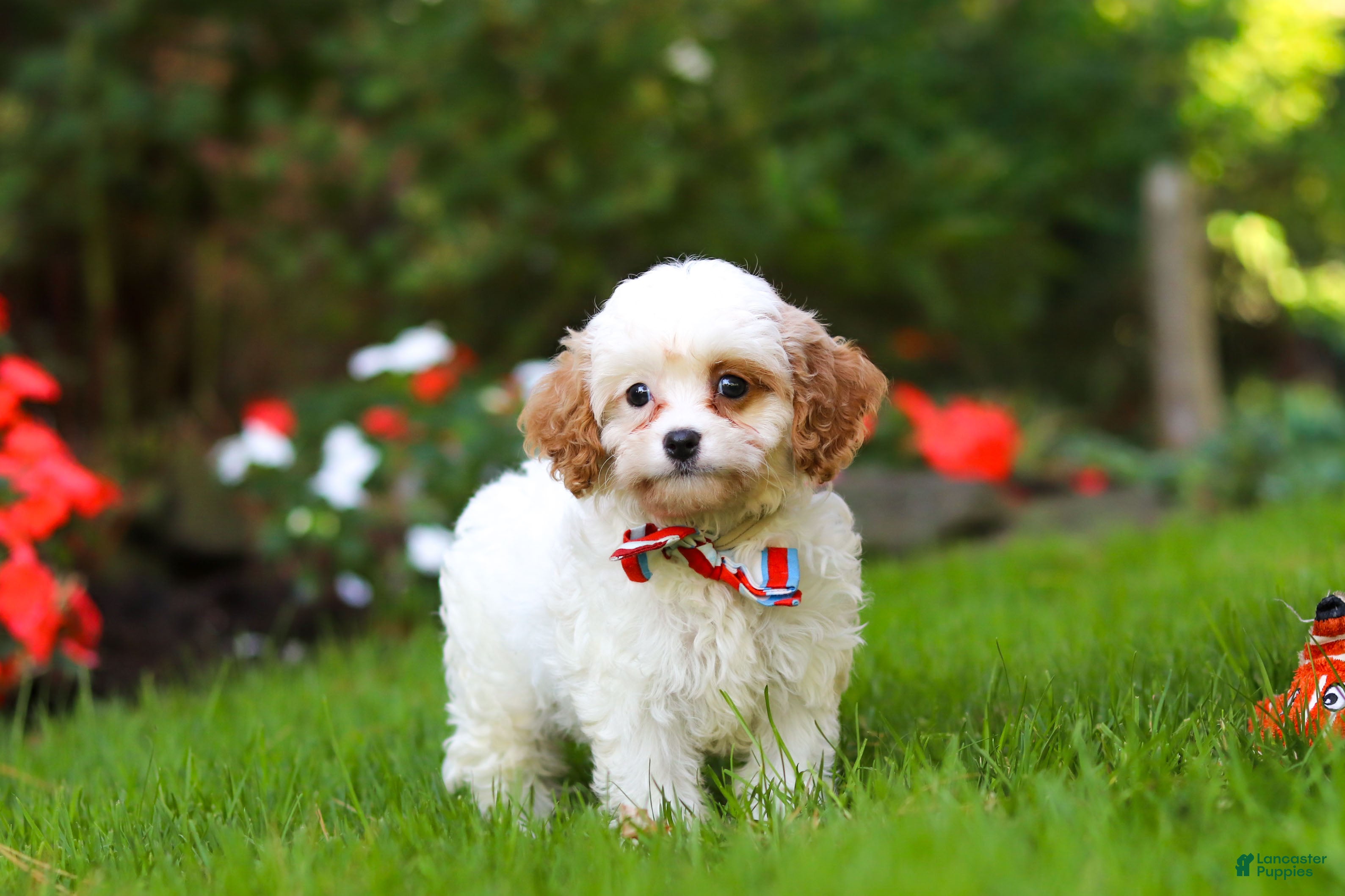 Cavapoo dogs Hudson - Ad 1
