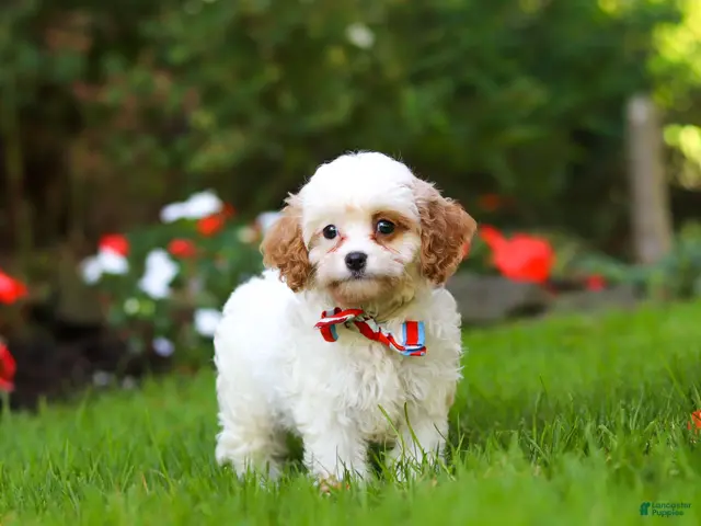 Cavapoo dogs for sale: Hudson - Ad 1