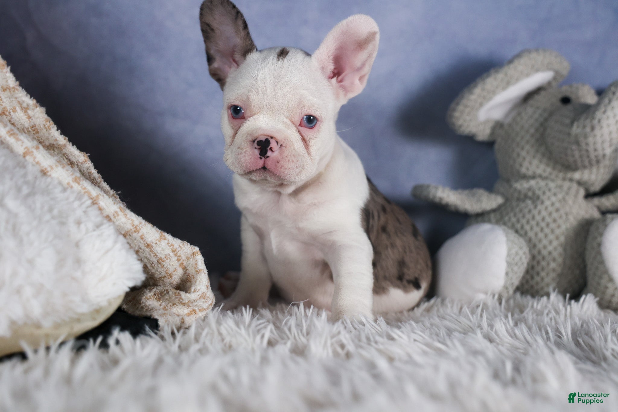 Frenchton dogs IZZY - Ad 1