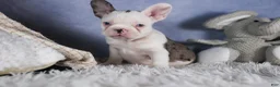 Frenchton dogs for sale: IZZY - Ad 1