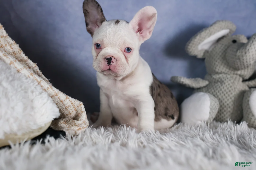 Frenchton dogs for sale: IZZY - Ad 1