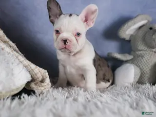 Frenchton dogs IZZY - Ad 1