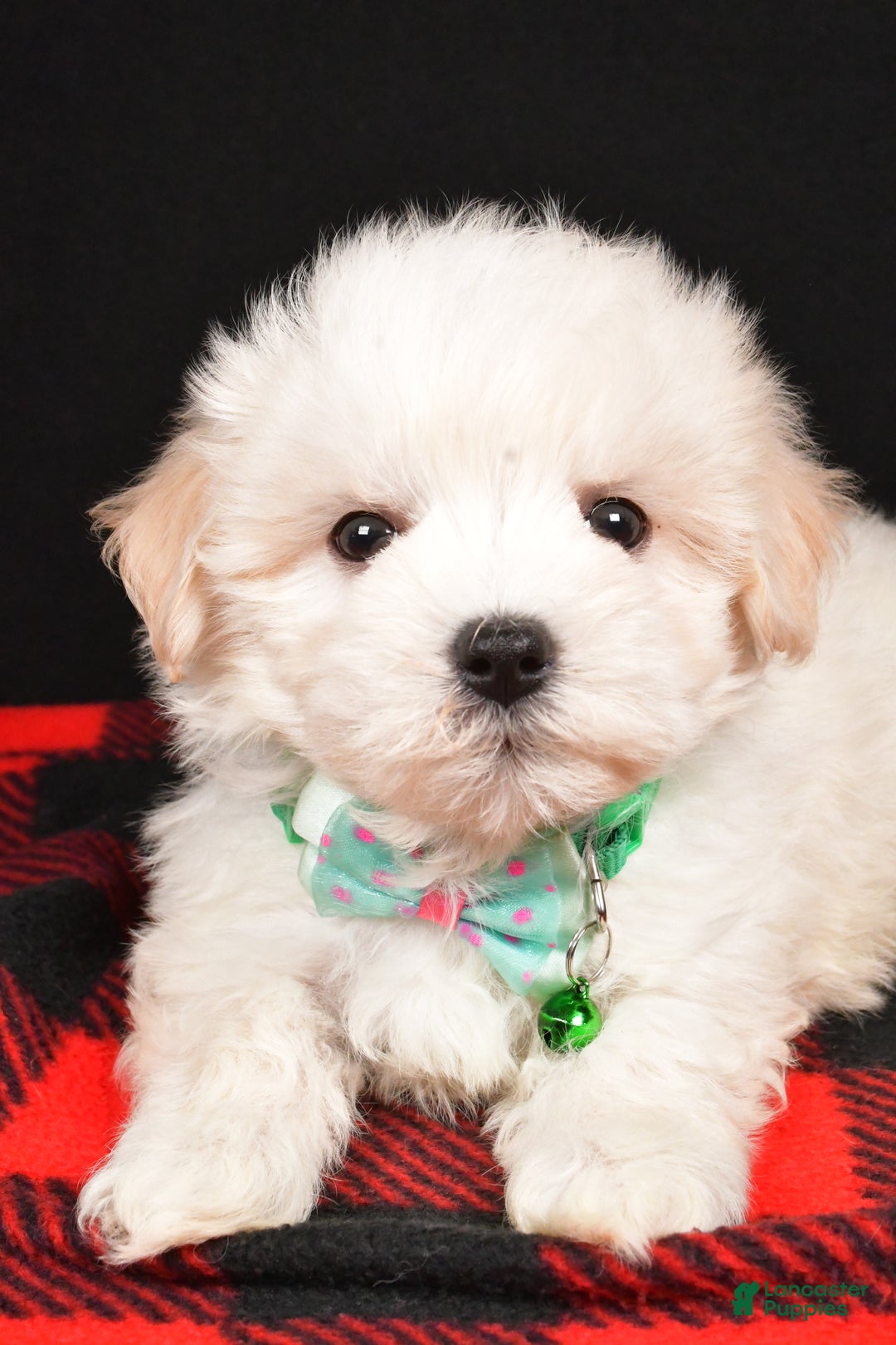 Maltipoo dogs for sale: Manny - Ad 3