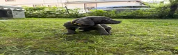 Cane Corso dogs for sale: Cane Corso 3 - Ad 6