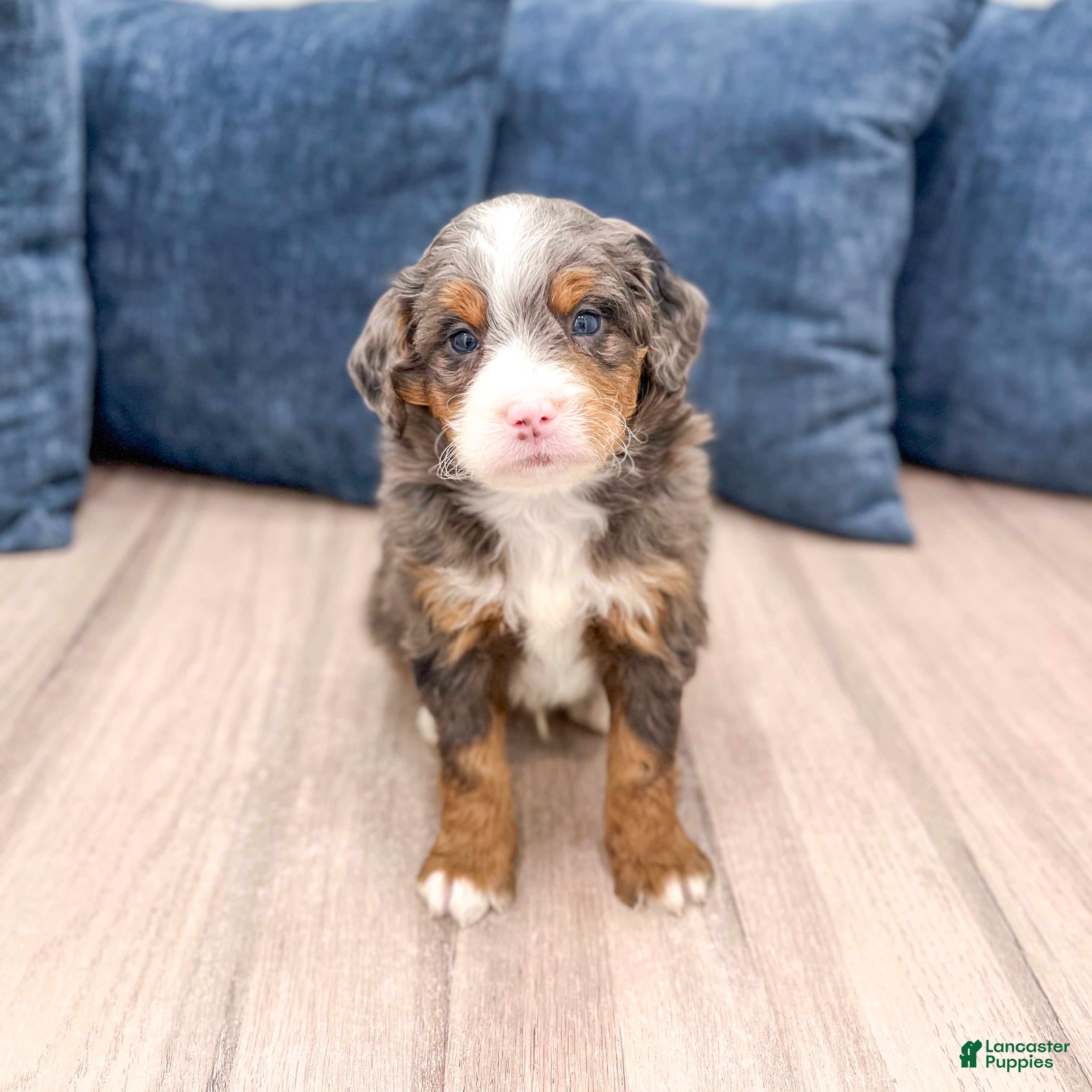 Mini Bernedoodle dogs Jordan - Ad 2