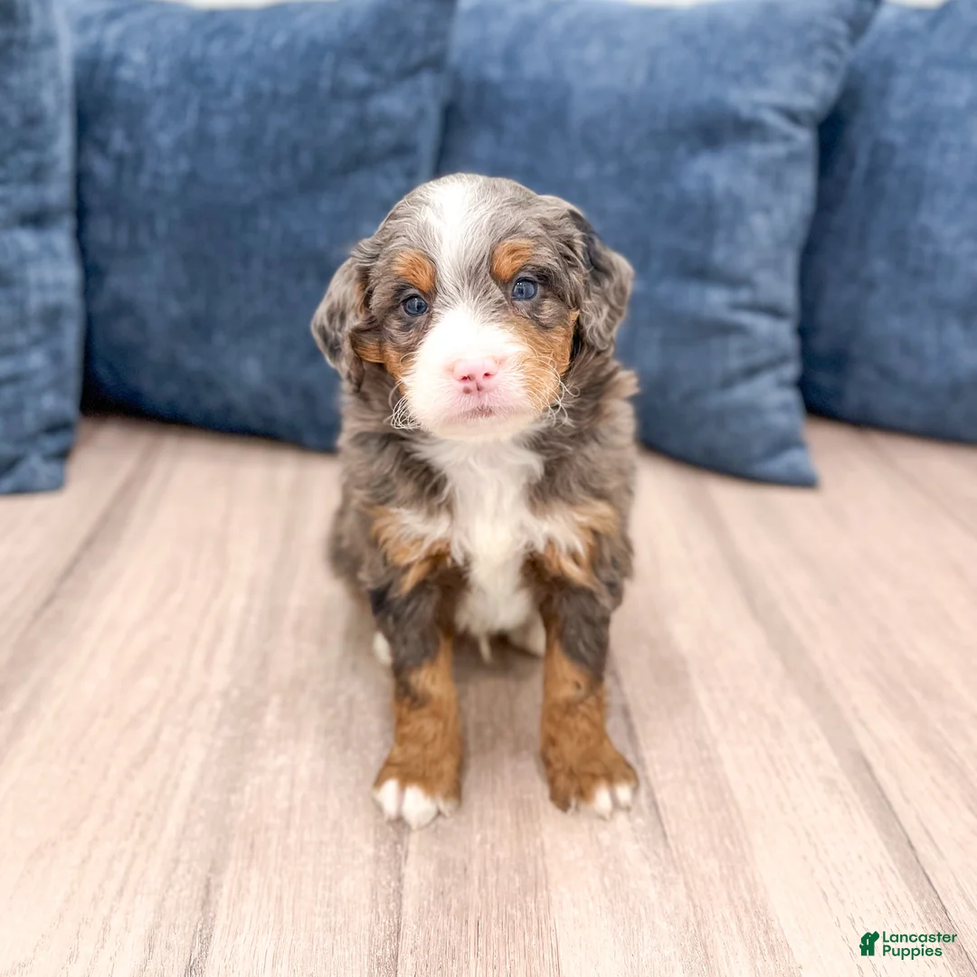 Mini Bernedoodle dogs for sale: Jordan - Ad 2