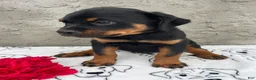 Rottweiler dogs for sale: Ridge - Ad 2