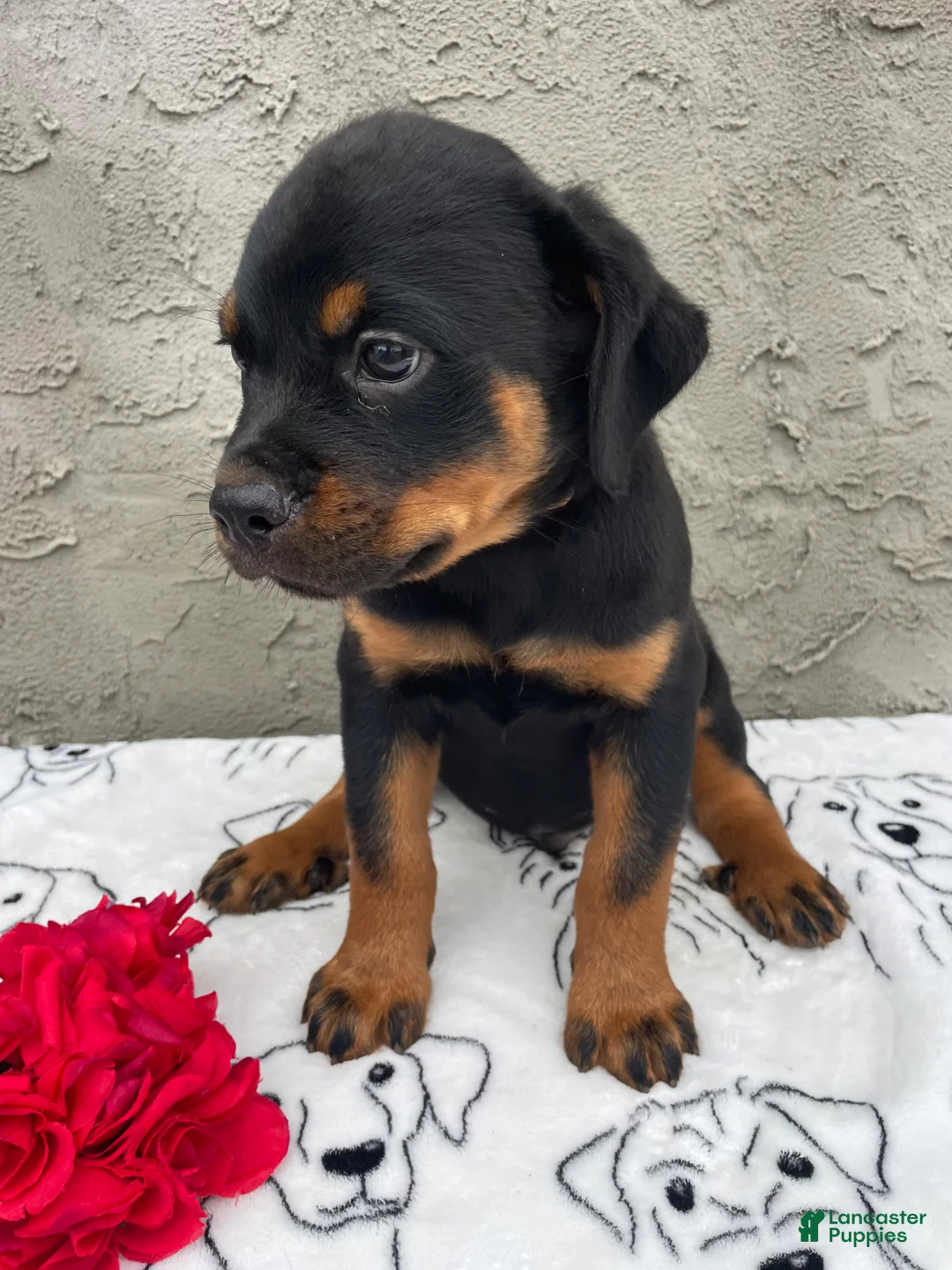 Rottweiler dogs for sale: Ridge - Ad 2