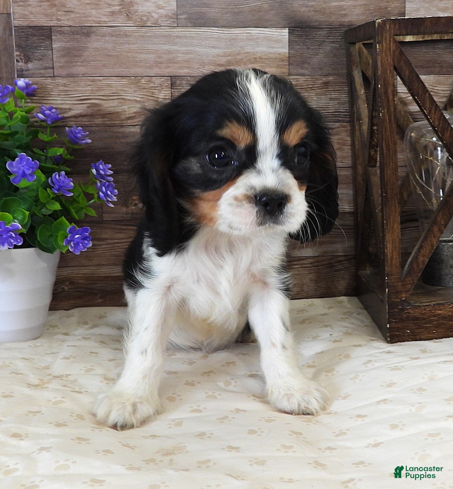Cavalier King Charles Spaniel dogs #2 Male (Lulu's) - Ad 39