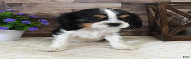 #2 Male (Lulu's)