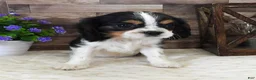 Cavalier King Charles Spaniel dogs for sale: #2 Male (Lulu's) - Ad 1