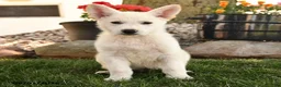German Shepherd dogs for sale: Fritz - Ad 4