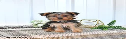 Yorkshire Terrier dogs for sale: Luxe - Ad 3