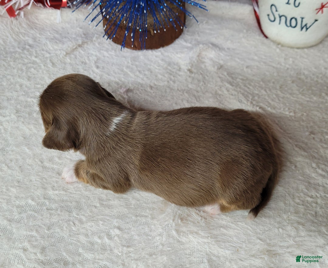 Miniature Dachshund dogs for sale: AKC Fang - Ad 4