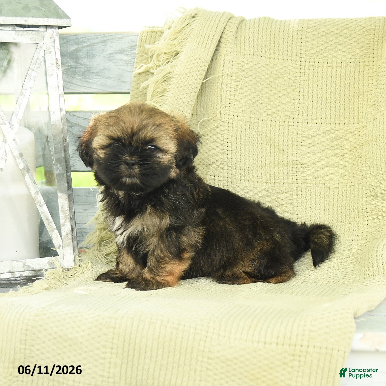 Shih Tzu dogs Hudson - Ad 1