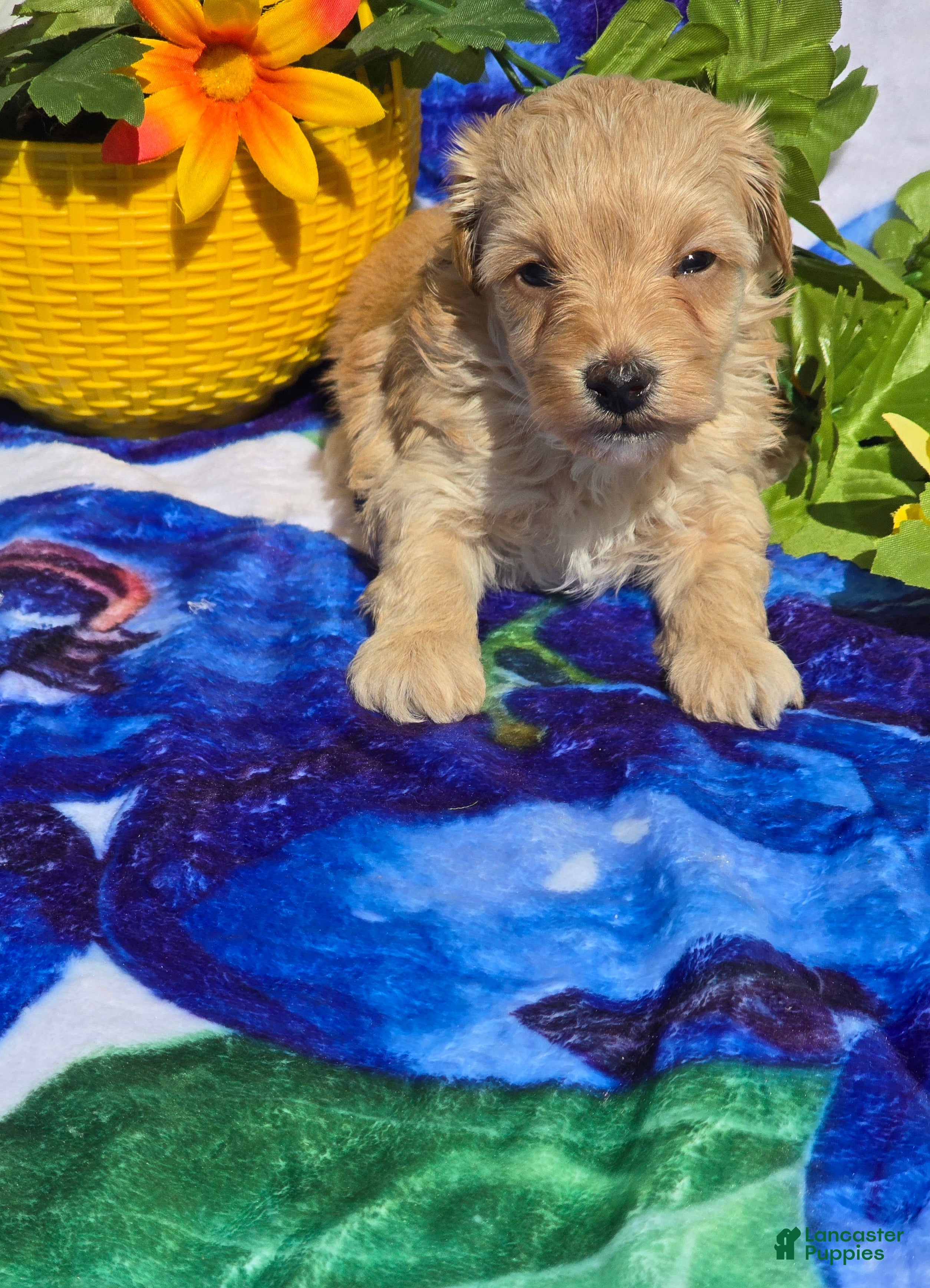 Maltipoo dogs Sloane  - Ad 26