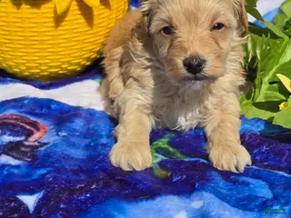 Maltipoo dogs Sloane - Ad 26