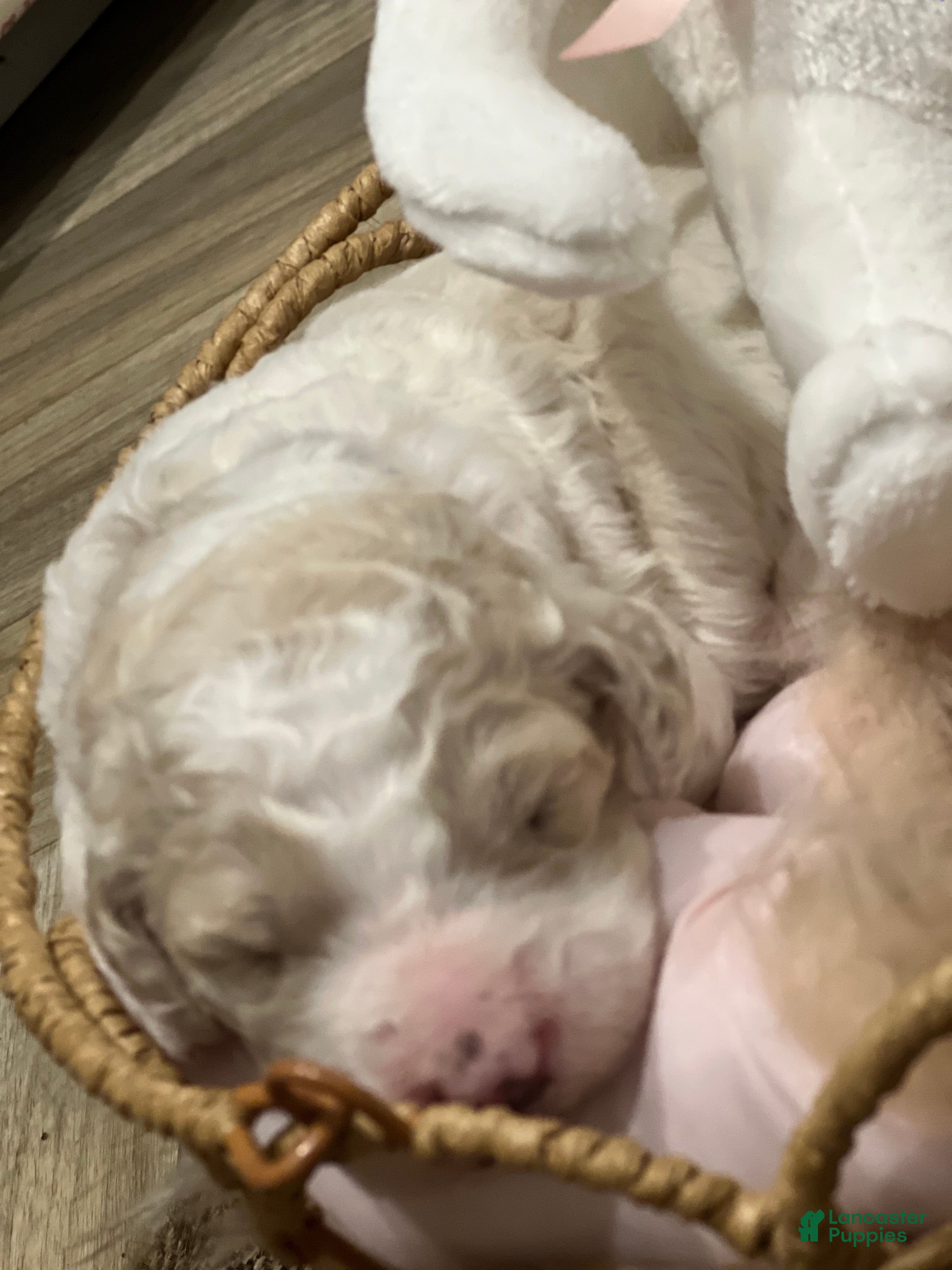 Goldendoodle dogs Bubbles, female, purple collar - Ad 2