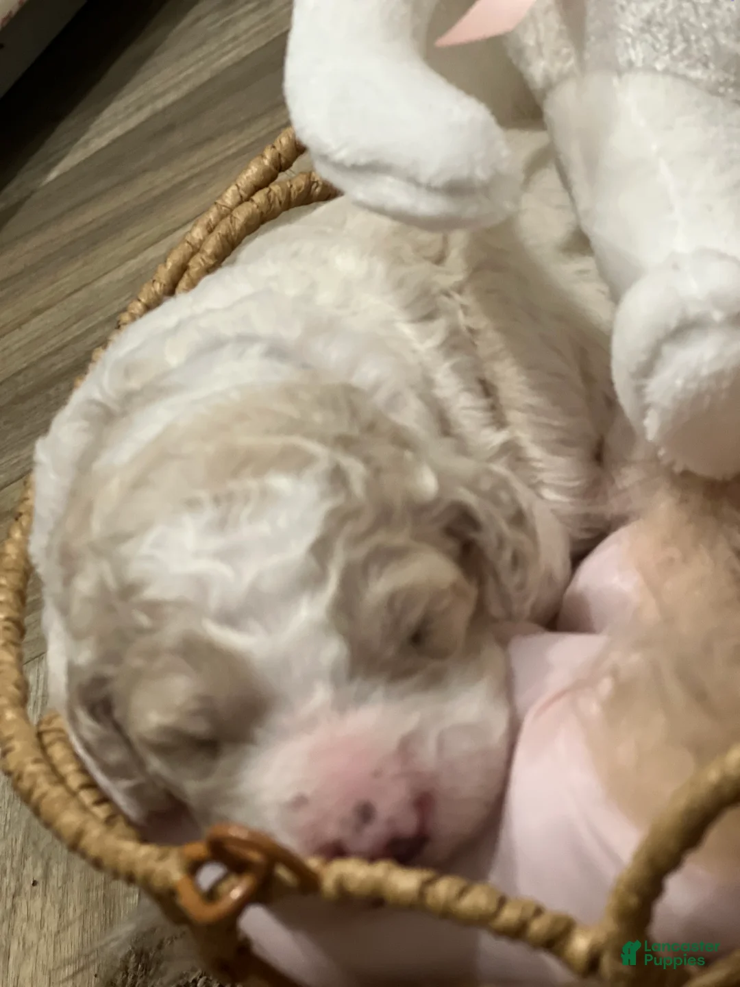 Goldendoodle dogs for sale: Bubbles, female, purple collar - Ad 2