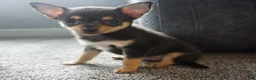 Chihuahua dogs for sale: Lilly - Ad 2