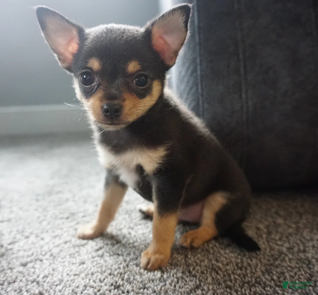 Chihuahua dogs for sale: Lilly - Ad 2