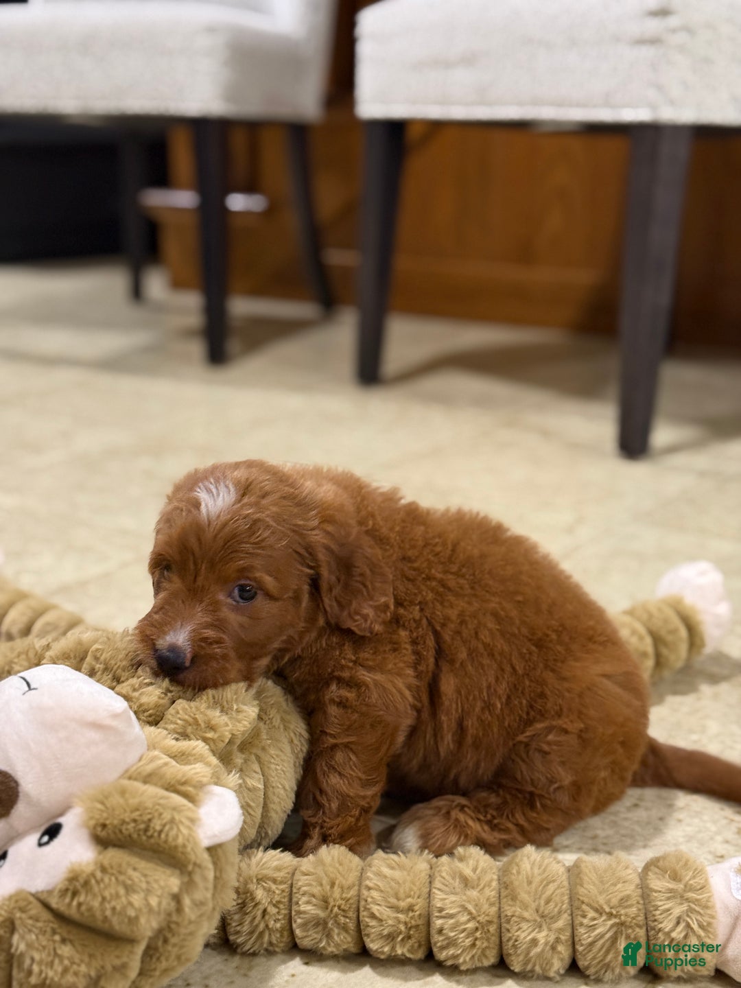 Goldendoodle dogs for sale: Penny - Ad 4