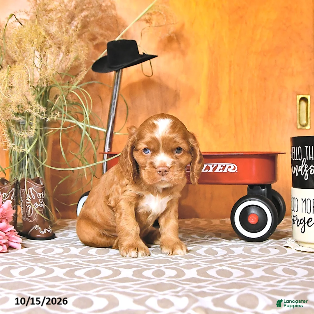 Cocker Spaniel dogs for sale: Ryan - Ad 2