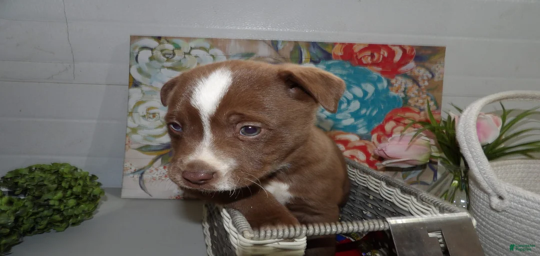 Gallery Image {{count}}