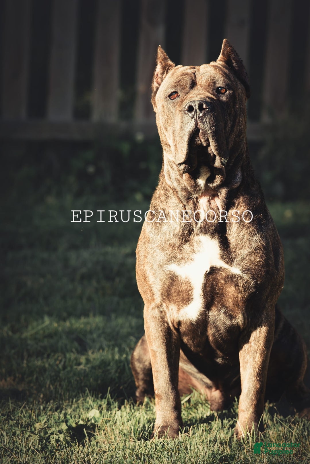 Cane Corso dogs for stud: Stark - Ad 1