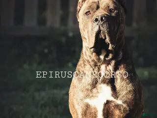 Cane Corso dogs Stark - Ad 2