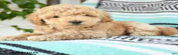 Miniature Poodle dogs for sale: Tessa - Ad 4