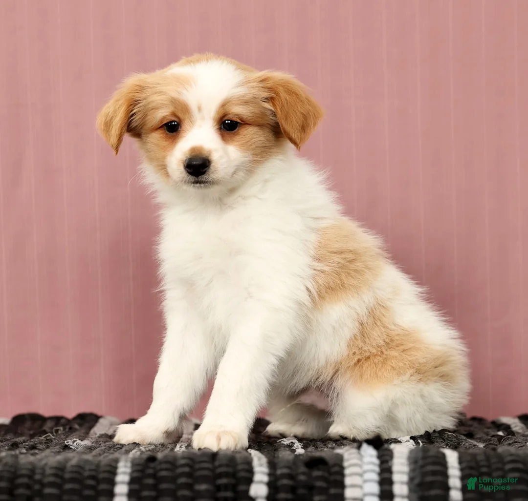 Papillon dogs for sale: Munro - Ad 8