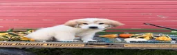 Great Pyrenees dogs for sale: Rhonda - Ad 5