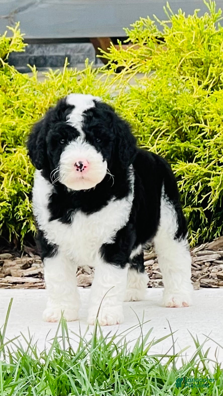 Sheepadoodle dogs Oreo - Ad 17