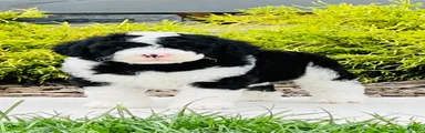 Oreo