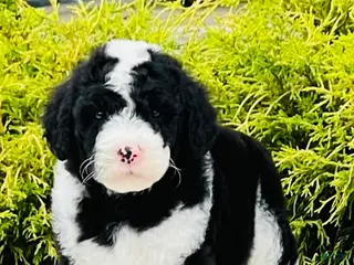Sheepadoodle dogs Oreo - Ad 20