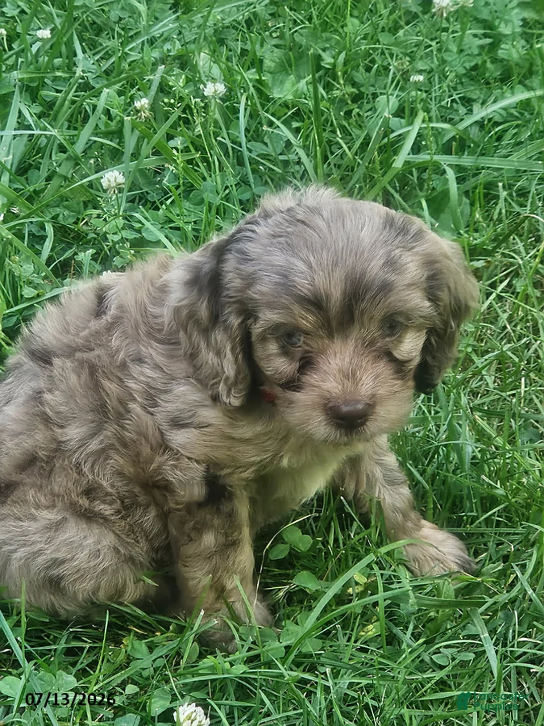 Cavapoo dogs for sale: Gabe - Ad 3