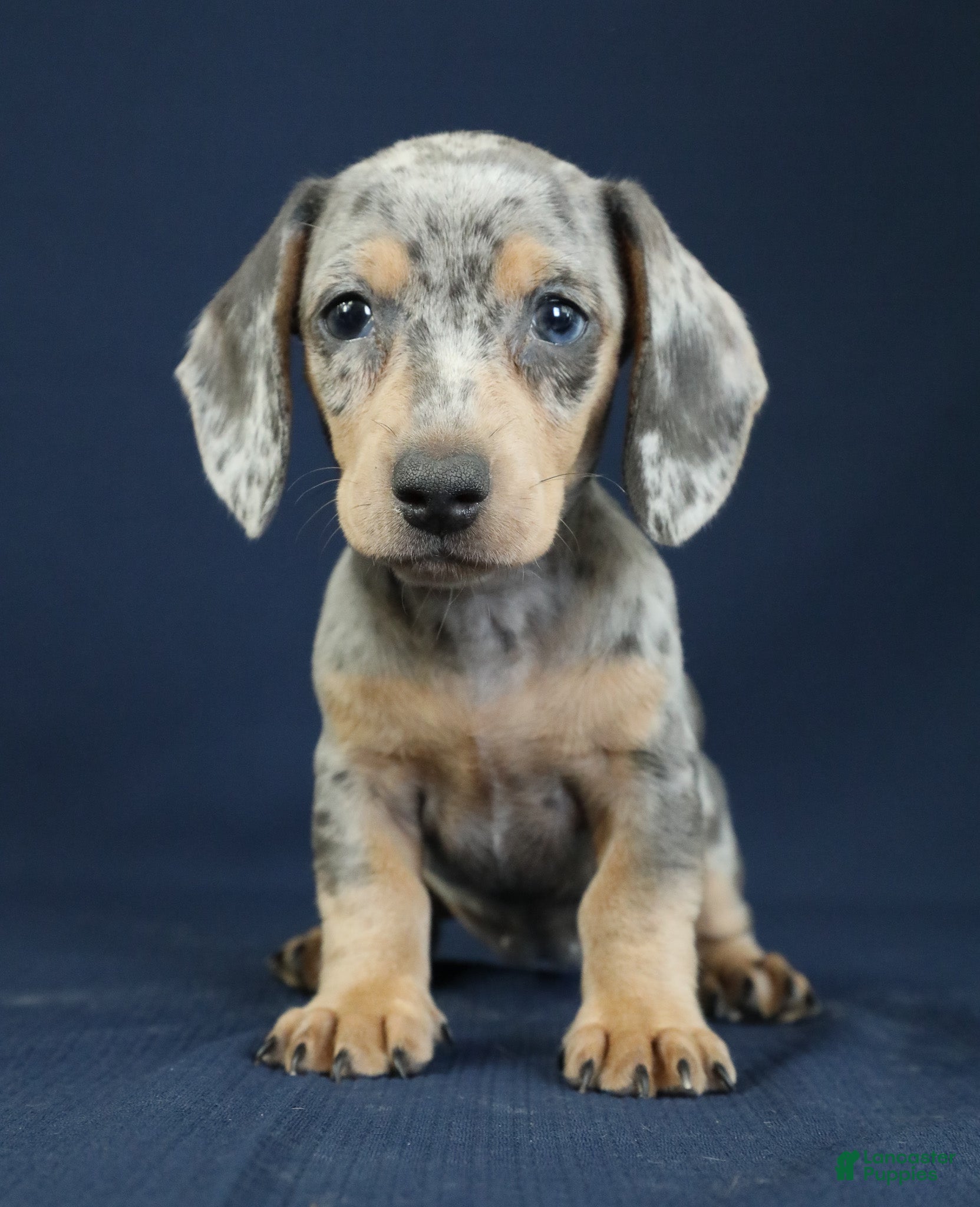 Miniature Dachshund dogs Emerald 💚 - Ad 2