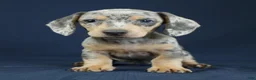 Miniature Dachshund dogs for sale: Emerald - Ad 1