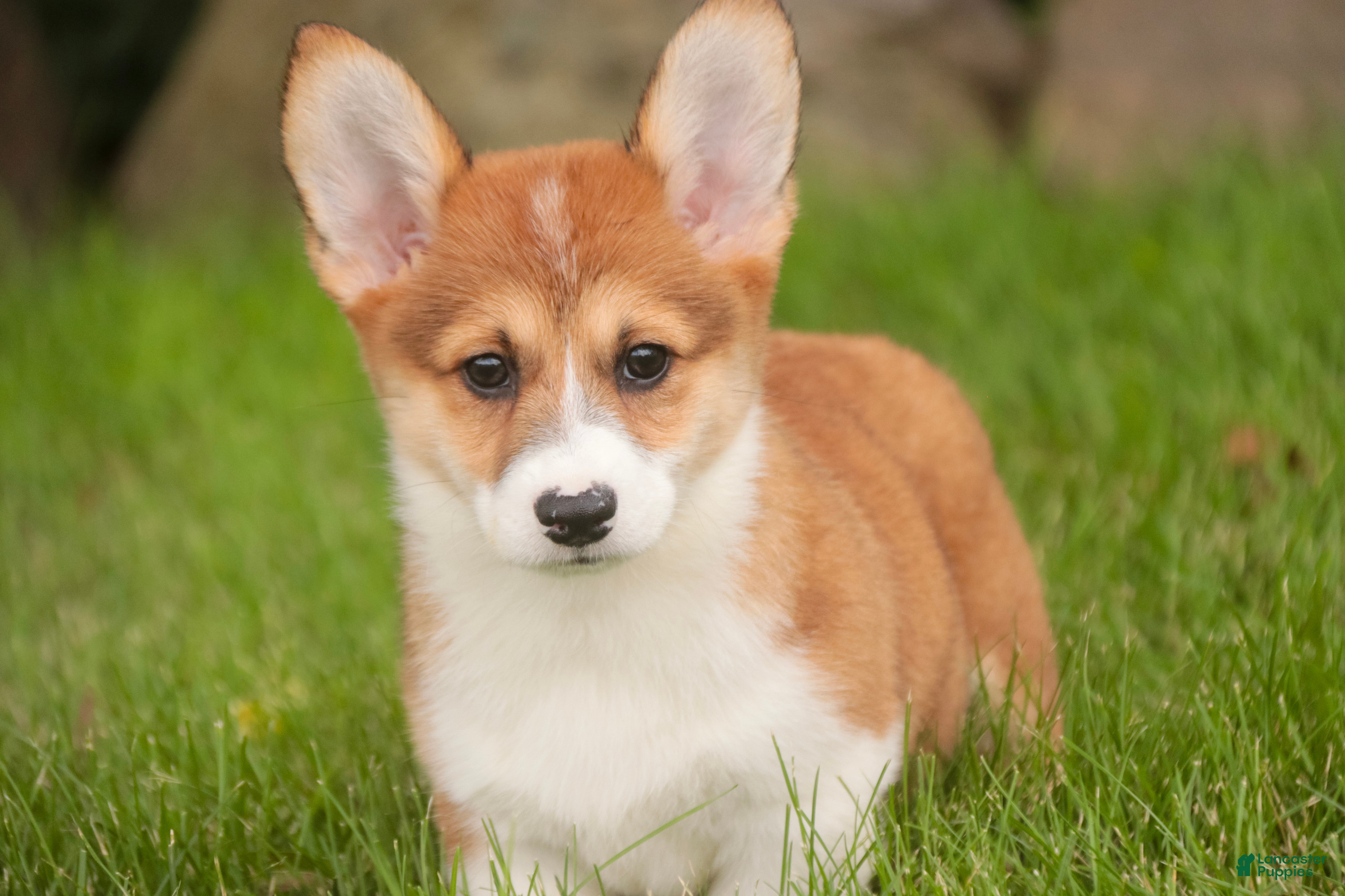 Welsh Corgi Pembroke dogs Lucky Charm Welsh Corgi Pembroke  - Ad 1