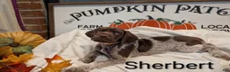 German Shorthaired Pointer dogs for sale: Sherbert - Ad 1