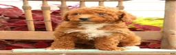 Miniature Poodle dogs for sale: Seth - Ad 7