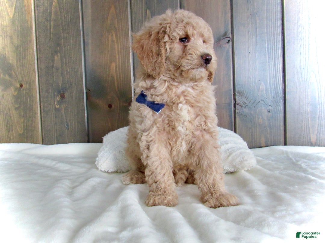 Mini Goldendoodle dogs for sale: Rusty - Ad 8