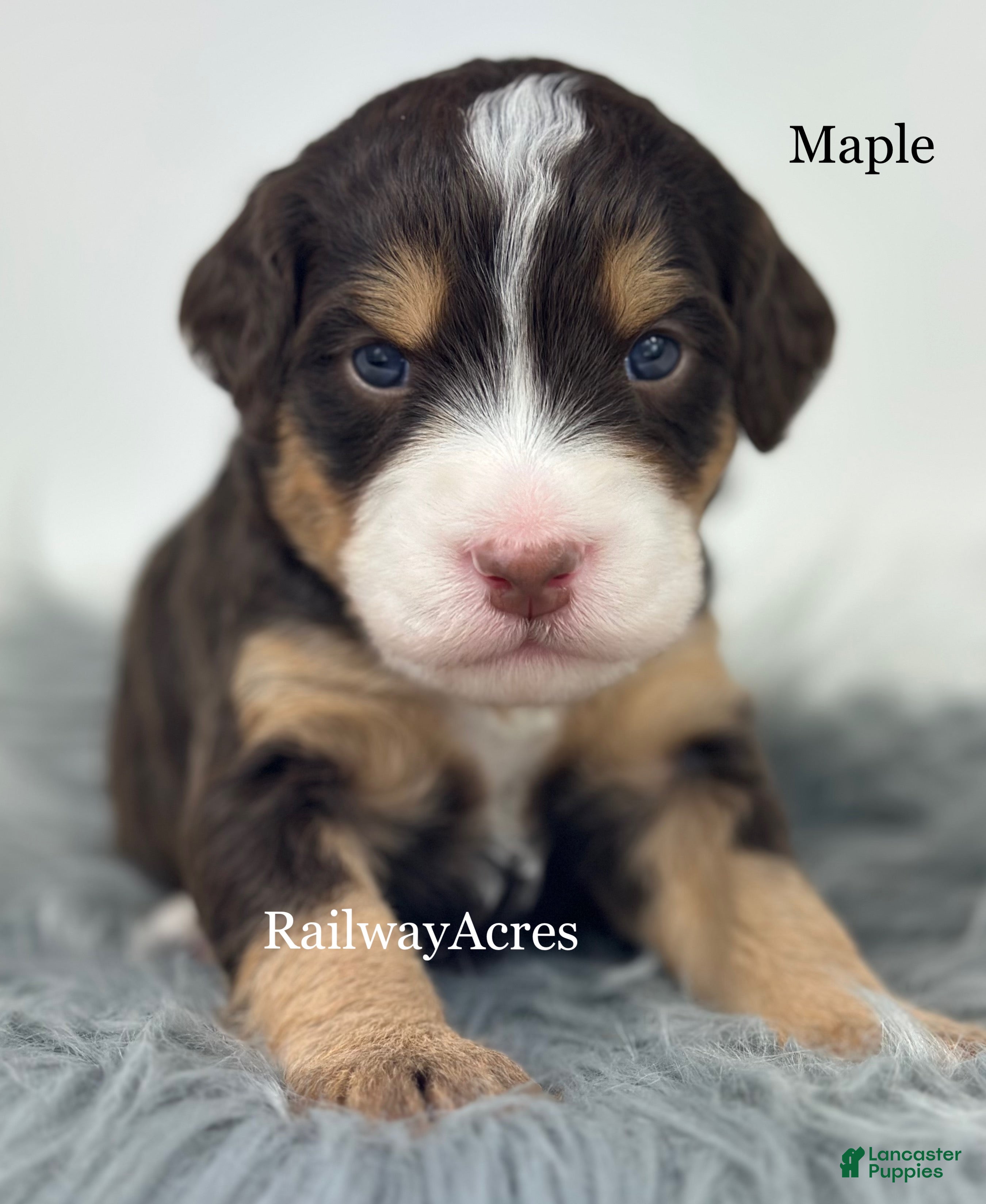 Mini Bernedoodle dogs Maple - Ad 29
