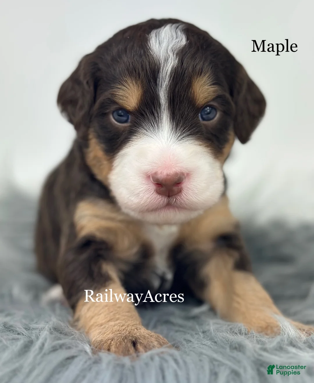 Mini Bernedoodle dogs for sale: Maple - Ad 1