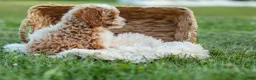 Miniature Poodle dogs for sale:  Ginger 🌸 - Ad 7