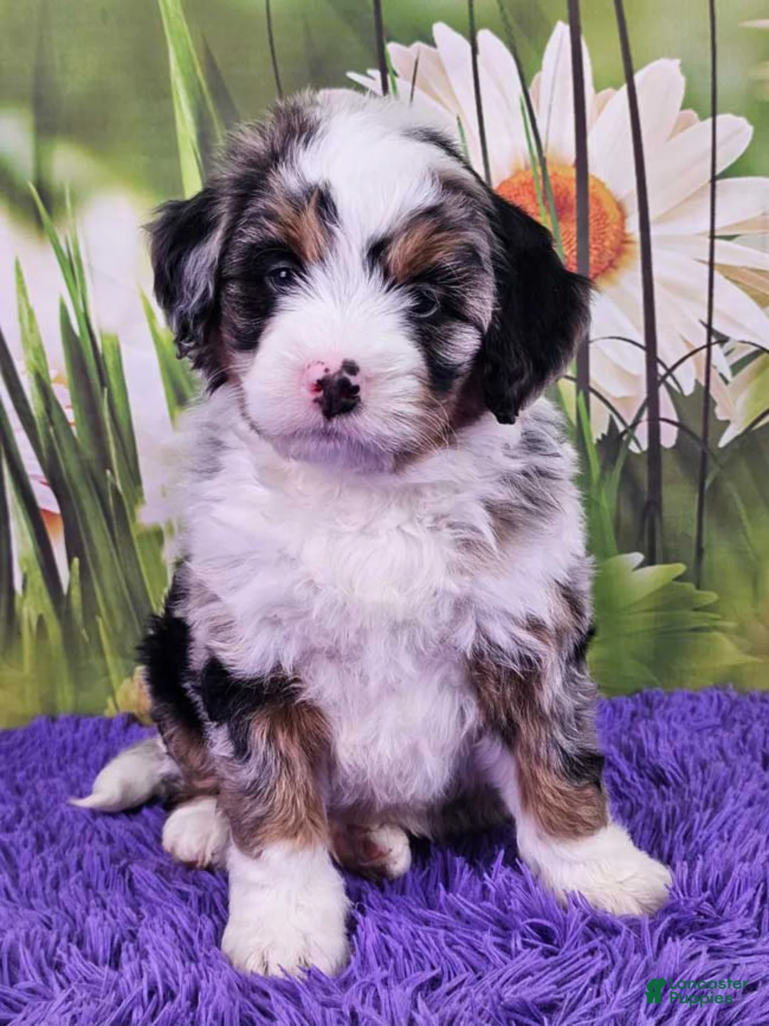 Mini Bernedoodle dogs for sale: Dora - Ad 1